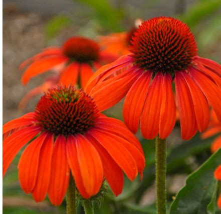 Coneflowers: Native vs Hybrid - Dyck Arboretum