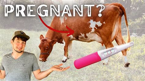 FASTEST Way to Find Out if Your Cow is Pregnant! - YouTube