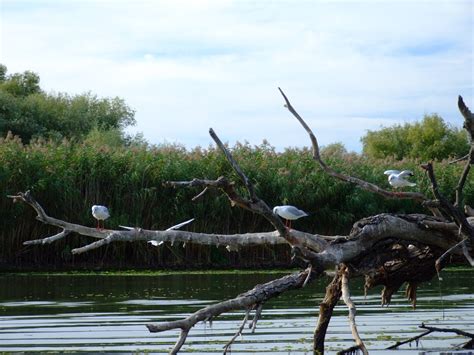 Elena Valentina - filozofii despre viaţă: Fauna in Delta Dunarii