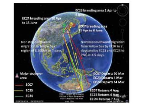 Migration tracks of three Eastern Curlews as shown by geo locators ...