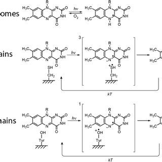 Proposed primary light reactions of flavin-dependent photoreceptors. | Download Scientific Diagram