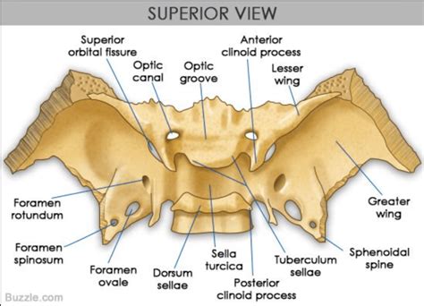 lateral pterygoid Archives ~ MaryAnn Reynolds, MS, LMT, BCTMB