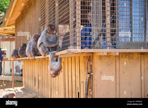 May 02, 2023 in Kyoto, Japan: Tourist feeding Japanese Macaques at Arashiyama Monkey Park ...