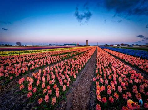 These pics of the Flower Fields in the Netherlands will (continue to ...