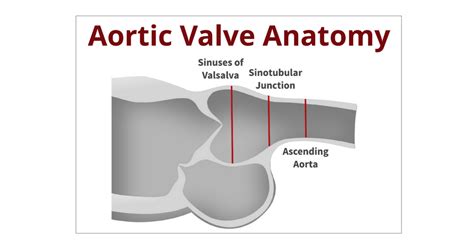 Back to the Basics: Aortic Valve Anatomy Cardioserv