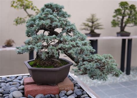 Common Mistakes to Avoid When Growing a Juniper Bonsai Tree