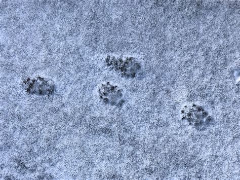 Skunk Footprints In Snow