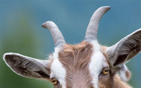 How Quickly Do Goats Grow Their Horns? - Diamond Hoof Care