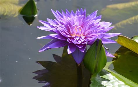 Blue Lotos, lily, pond, water, reflection, HD wallpaper | Peakpx