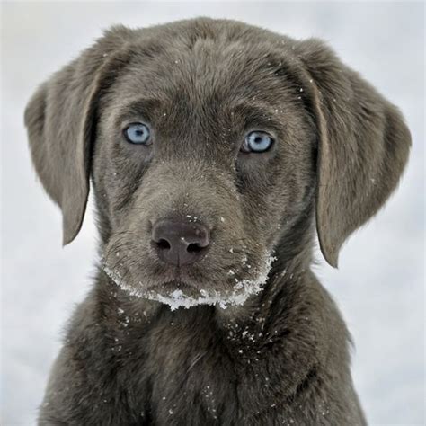 grey lab with blue eyes pets | I said PIN NOW | Pinterest | Silver labrador, Labradors and ...