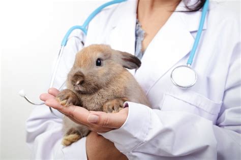 What to Do for Rabbit Eye Infections - Every Bunny Welcome