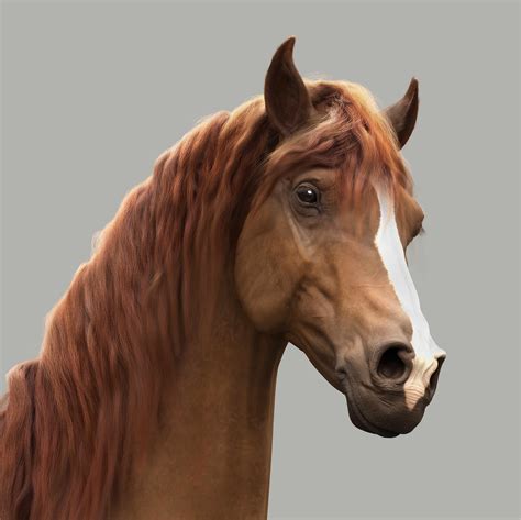 Realistic horse study - ZBrushCentral