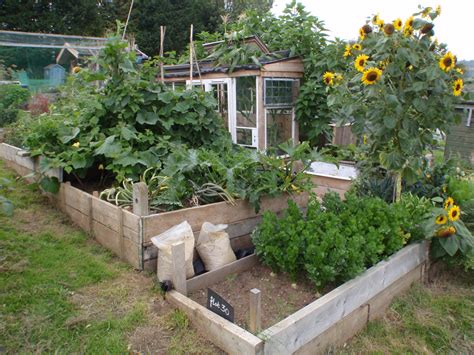 Summer 2010 Allotment Gardening, Plants, Summer, Summer Time, Plant, Planets