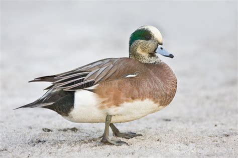 American Wigeon Duck - Male Stock Image - Image of feathers, birds ...