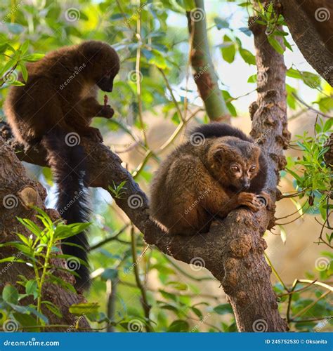 The Red-fronted Lemur with a Long Beautiful Tail. Stock Photo - Image of looking, eulemur: 245752530