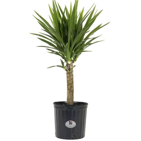 Yucca plant care – 4 tips from an indoor plant expert