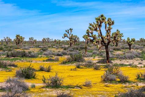 Joshua Trees and Yellow Wildflowers in the Mojave Desert - Public Policy Institute of California