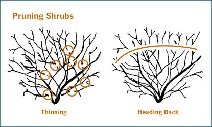 Pruning Burning Bush Into Tree : In general gardening terms, pruning is.