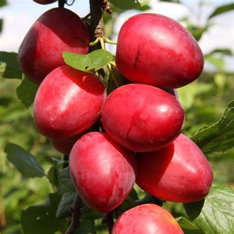 Prunier Mirabelle Ruby – Prunus domestica à gros fruits rouges juteux