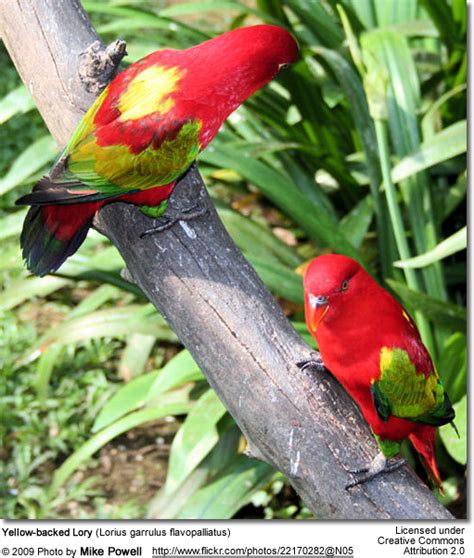 Yellow-backed Lories (Lorius garrulus flavopalliatus) - Beauty of Birds