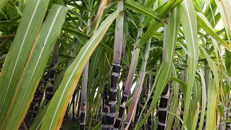 Purple Sugar Cane Plant In The Field Stock Footage Video 5054825 - Shutterstock