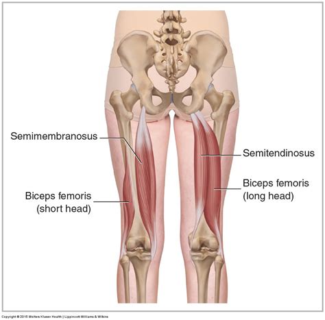 Hamstring Group - Learn Muscles