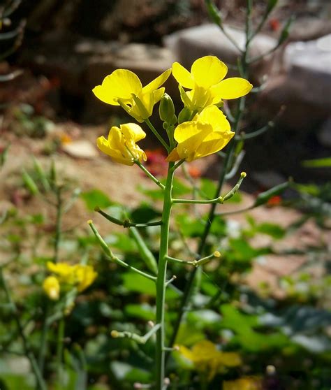 Mustard flowering plant - PixaHive