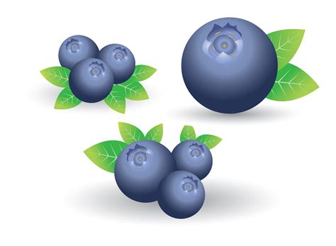 Set of blueberry isolated on white 621831 Vector Art at Vecteezy