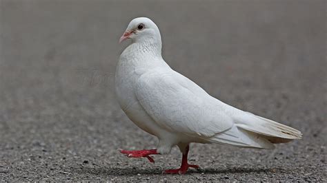 White Pigeon Bird Is Walking On Road HD Birds Wallpapers | HD Wallpapers | ID #71435