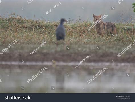 Indian Golden Jackal Looking Hunt Stock Photo 1227840058 | Shutterstock