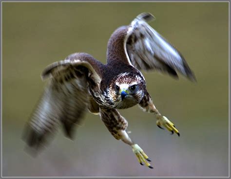 Lanner falcon hunting | I was pleased to get this shot to-da… | Flickr