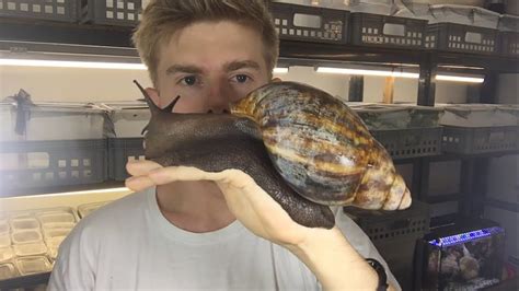 A Gorgeous Giant Snail That's the Size of a Small Cat