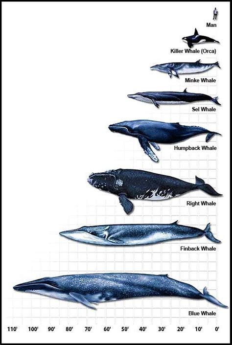 Whales, Charts and Infographic on Pinterest