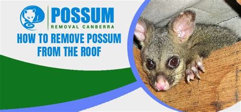 How To Remove Possum From The Roof - Possum Removal Canberra