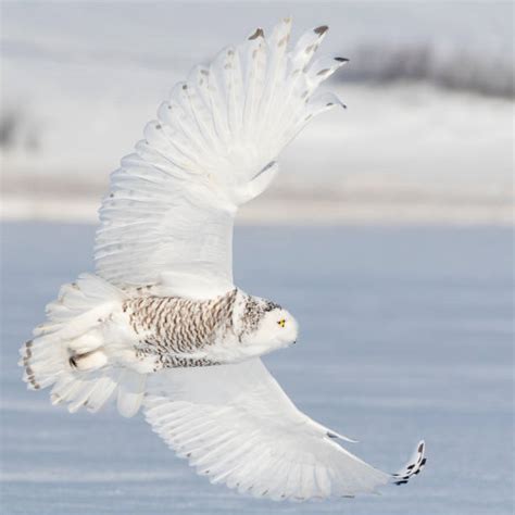 5,800+ White Owl Flying Stock Photos, Pictures & Royalty-Free Images - iStock