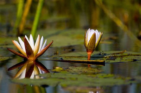 Visit the Okavango Delta - Discover Botswana | Safari Specialists