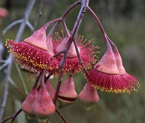 Australian flowers, what are they and which are their properties | LifeGate