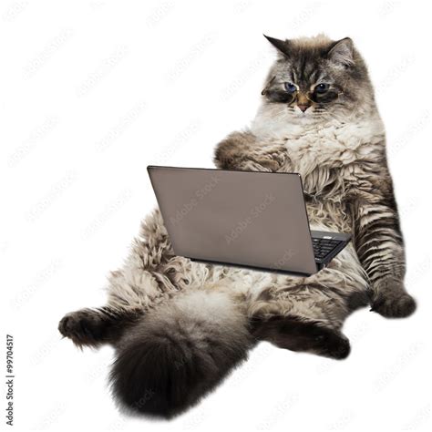 funny smart cat Stock Photo | Adobe Stock