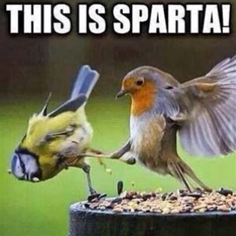 15 Hilarious Memes on Warriors of SPARTA - QuirkyByte