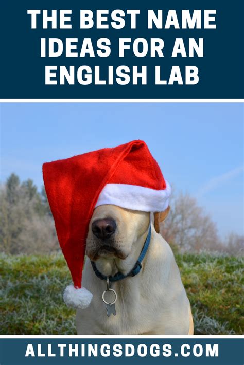 English Lab Names | English lab, Dog names, Lab names