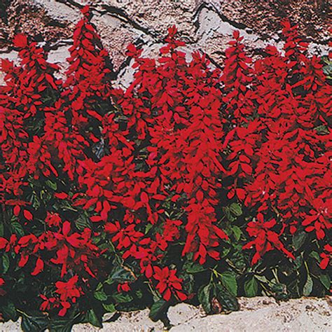 Salvia splendens Seeds – NE SEED