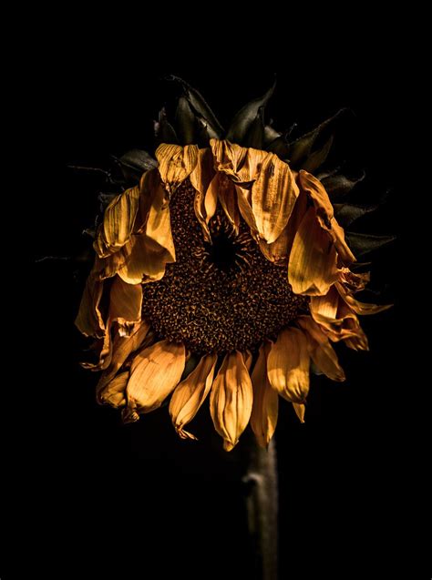 "A tired sunflower" by alan shapiro | Redbubble