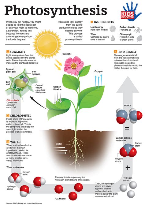 Lesson How Plants Make Food- Photosynthesis | BetterLesson