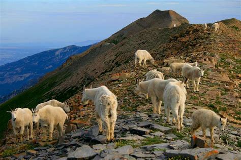 Goat herd on Bomber Peak. : Photos, Diagrams & Topos : SummitPost