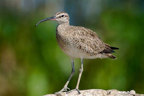 Whimbrel — Sacramento Audubon Society