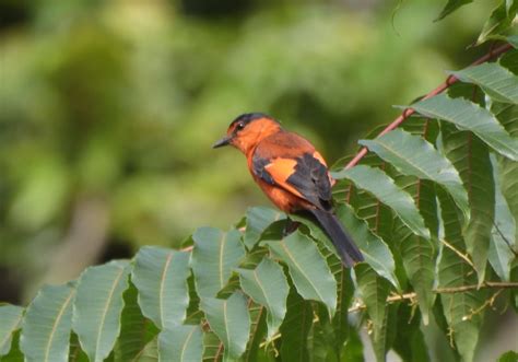 Sunda Minivet (Pericrocotus miniatus) - Bali Wildlife