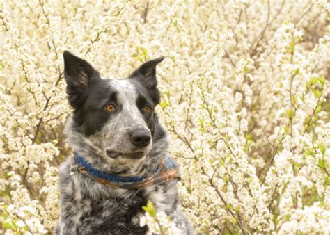 Texas Heeler Dog Breed Profile – Top Dog Tips