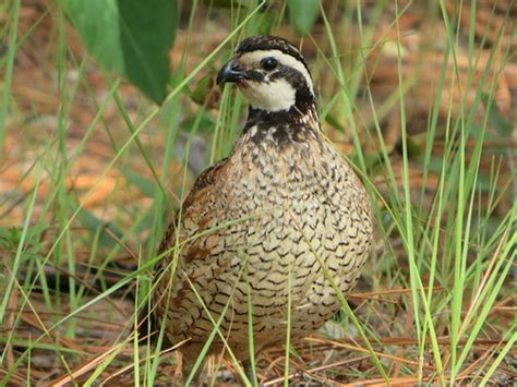 Landowners can improve quail habitat at seminar hosted by SCDNR – The ...