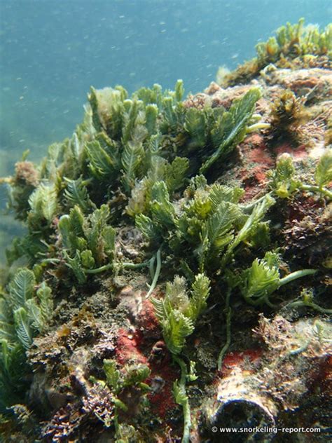 Snorkeling at Playa Hermosa, Guanacaste | Snorkeling in Costa Rica