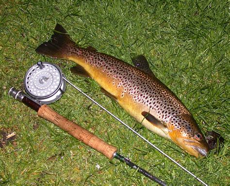 Trout Fishing in Scotland